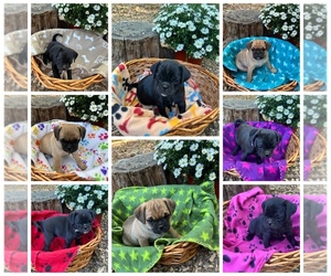 Puggle Litter for sale in ELKTON, VA, USA