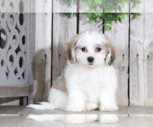 Zuchon Puppy for sale in MOUNT VERNON, OH, USA