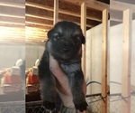 Small Photo #19 German Shepherd Dog Puppy For Sale in GRAHAM, MO, USA