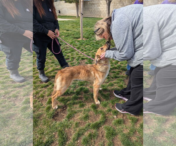 Medium Photo #2 German Shepherd Dog-Unknown Mix Puppy For Sale in Huntington Beach, CA, USA