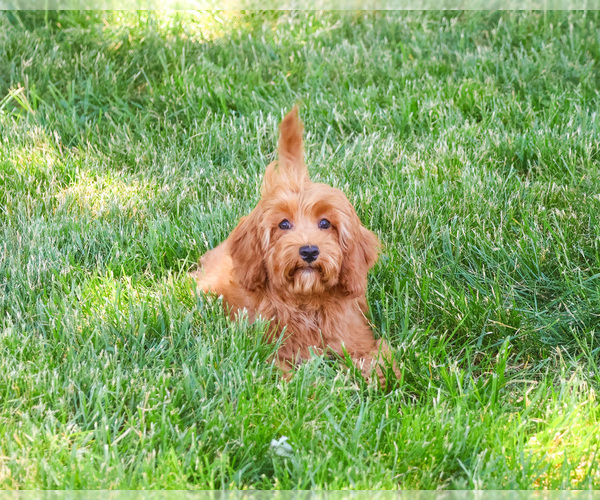 Medium Photo #3 Cavapoo (Miniature) Puppy For Sale in SYRACUSE, IN, USA