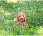 Small #2 Cavapoo (Miniature)