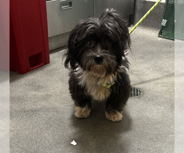 Medium Photo #1 Shih Tzu-Unknown Mix Puppy For Sale in Forestville, MD, USA