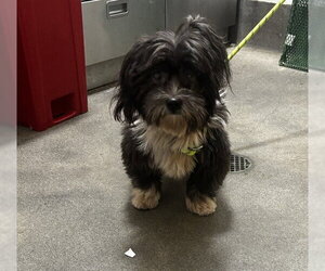 Shih Tzu-Unknown Mix Dogs for adoption in Forestville, MD, USA