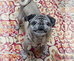 Small #2 Pug