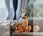 Small #4 American Bulldog-Labrador Retriever Mix