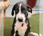 Small #3 Labrador Retriever Mix