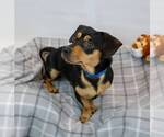 Small #1 Chiweenie