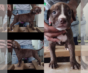 American Bully Puppy for sale in DES MOINES, IA, USA