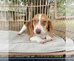 Small Photo #9 Beagle Puppy For Sale in OCALA, FL, USA