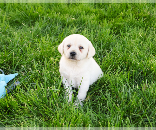 Medium Photo #2 Labrador Retriever Puppy For Sale in SYRACUSE, IN, USA