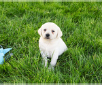 Small #1 Labrador Retriever