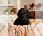 Small #3 Goldendoodle