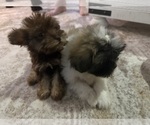 Image preview for Ad Listing. Nickname: Litter of 2