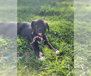American Pit Bull Terrier-Labrador Retriever Mix Puppy for sale in WINSTON SALEM, NC, USA