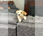 Small #2 Mutt