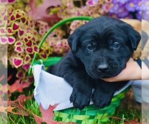 Labrador Retriever Puppy for sale in LACEY, WA, USA