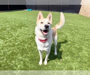 Siberian Husky Dogs for adoption in Orange, CA, USA