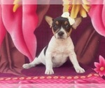 Small #8 French Bulldog-Jack Russell Terrier Mix