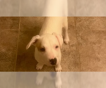 Small Mutt