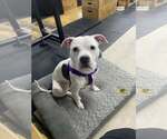 Small Photo #7 Mutt Puppy For Sale in Crete, IL, USA