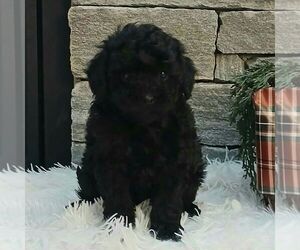 Poodle (Miniature) Puppy for sale in GORDONVILLE, PA, USA