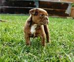 Small Photo #4 Olde English Bulldogge Puppy For Sale in BREMEN, GA, USA