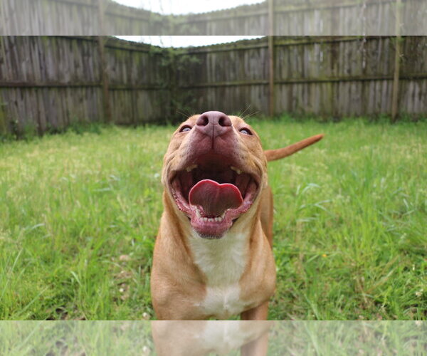 Medium Photo #2 Labrador Retriever-Staffordshire Bull Terrier Mix Puppy For Sale in Jackson, MS, USA