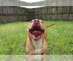 Small Photo #2 Labrador Retriever-Staffordshire Bull Terrier Mix Puppy For Sale in Jackson, MS, USA