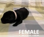 Small #9 Labrador Retriever