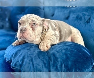 French Bulldog Puppy for sale in VIRGINIA BEACH, VA, USA