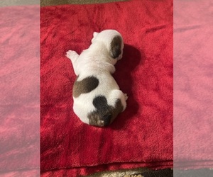 English Bulldog Puppy for sale in LAWTON, OK, USA