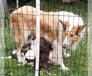 Mother of the Australian Shepherd-Collie Mix puppies born on 04/22/2022