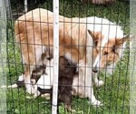 Small Photo #1 Australian Shepherd-Collie Mix Puppy For Sale in ALLERTON, IA, USA