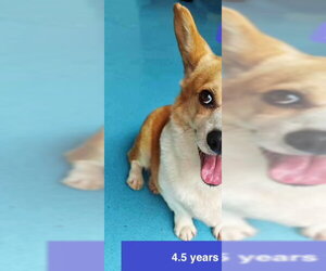 Mutt Dogs for adoption in West Hollywood, CA, USA