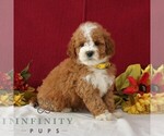 Small Goldendoodle (Miniature)