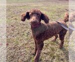 Small Photo #4 Poodle (Standard) Puppy For Sale in Pacolet, SC, USA