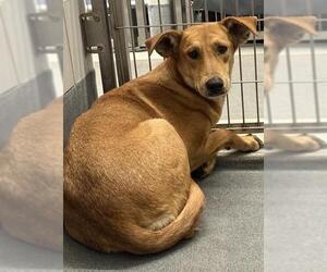 Black Mouth Cur-Unknown Mix Dogs for adoption in San Antonio, TX, USA
