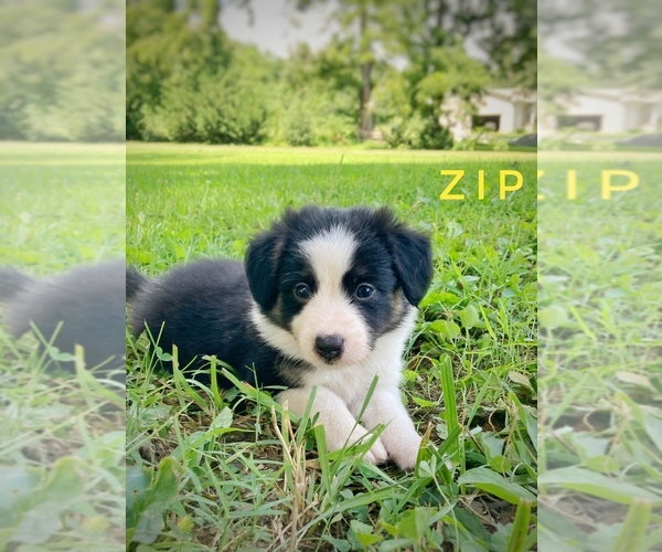 Medium Photo #2 Border Collie-Papillon Mix Puppy For Sale in CULPEPER, VA, USA