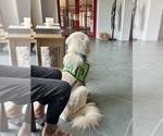 Small #37 Chow Chow-Great Pyrenees Mix