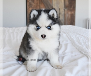 Pomsky Puppy for sale in KANSAS CITY, MO, USA