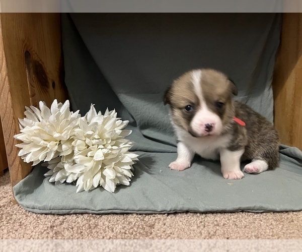Medium Photo #3 Pembroke Welsh Corgi Puppy For Sale in ABSECON, NJ, USA