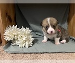 Small #2 Pembroke Welsh Corgi