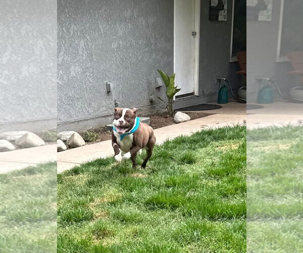 Medium Photo #9 American Pit Bull Terrier-Unknown Mix Puppy For Sale in Redlands, CA, USA
