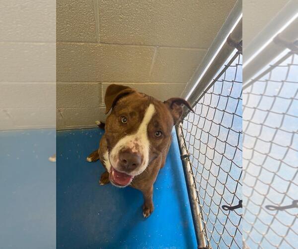 Medium Photo #4 American Pit Bull Terrier-Unknown Mix Puppy For Sale in Coralville, IA, USA