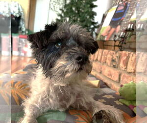 Timothy TX - Male Mutt Dog for Adoption - Photo #4