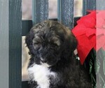 Small Photo #3 Bernedoodle-Poodle (Standard) Mix Puppy For Sale in EAST EARL, PA, USA