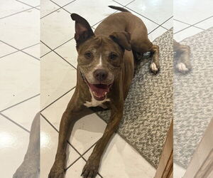 American Pit Bull Terrier Dogs for adoption in St. Cloud, MN, USA