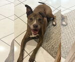 Small American Pit Bull Terrier