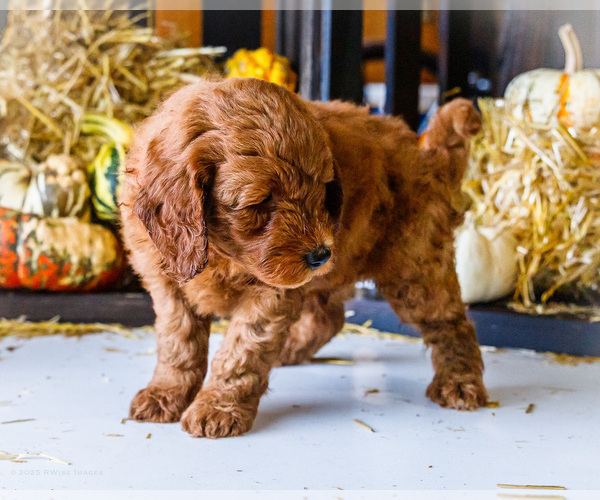 Medium Photo #7 Goldendoodle-Poodle (Miniature) Mix Puppy For Sale in WAKARUSA, IN, USA